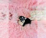 Small #2 Chihuahua