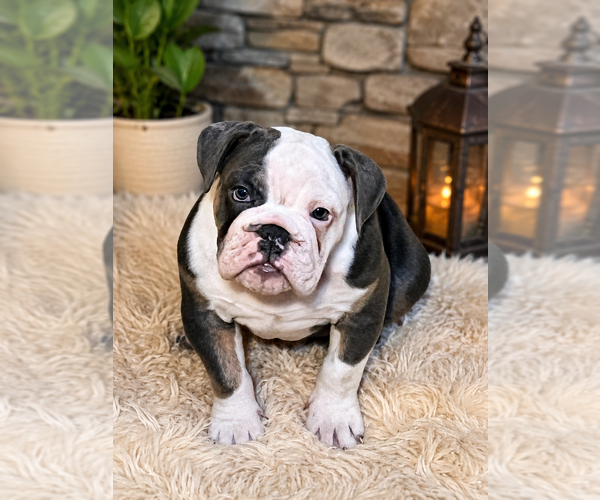 Medium Photo #1 English Bulldog Puppy For Sale in INDIANAPOLIS, IN, USA