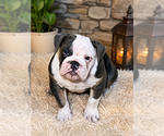 Image preview for Ad Listing. Nickname: Muffin