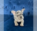 Small #12 French Bulldog