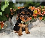 Small #4 Yorkshire Terrier