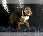 Puppy Pinkie Pie AKC Cocker Spaniel