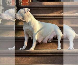 Father of the American Bulldog puppies born on 04/19/2023