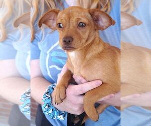 Chihuahua-Unknown Mix Dogs for adoption in Carrollton, TX, USA