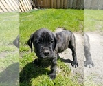 Small Photo #27 Mastiff Puppy For Sale in FULTON, NY, USA