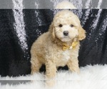 Small Photo #5 Poodle (Miniature) Puppy For Sale in WARSAW, IN, USA
