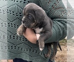 Puppy Puppy 8 American Bully-Cane Corso Mix