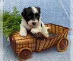 Small #5 Havanese
