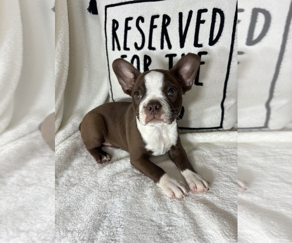 Medium Photo #2 Boston Terrier Puppy For Sale in GREENFIELD, IN, USA