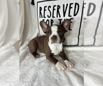 Small #1 Boston Terrier