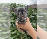 Small #10 French Bulldog