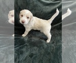 Puppy Puppy 5 F2 Aussiedoodle-Goldendoodle Mix