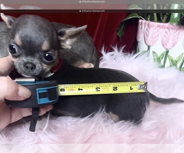 Medium Photo #1 Chihuahua Puppy For Sale in TRACY, CA, USA