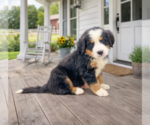 Small #3 Bernese Mountain Dog
