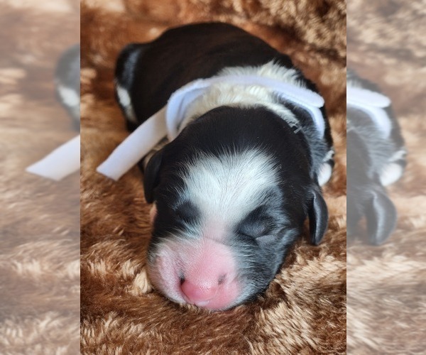 Medium Photo #102 Sheepadoodle Puppy For Sale in LEHI, UT, USA