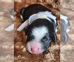 Small #4 Sheepadoodle