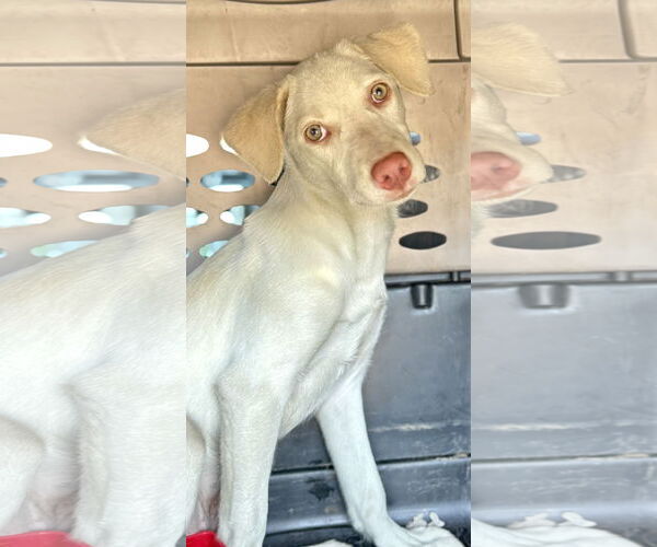 Medium Photo #4 Labmaraner Puppy For Sale in Jefferson, NJ, USA
