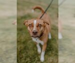Small Photo #2 Shiba Inu-Unknown Mix Puppy For Sale in Muskegon, MI, USA