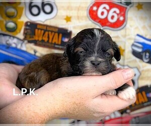 ShihPoo Puppy for sale in WINNSBORO, LA, USA