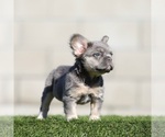 Small #1 French Bulldog