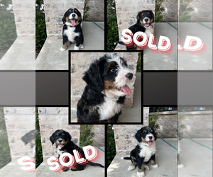 Bernedoodle Litter for sale in MARTINSVILLE, IN, USA