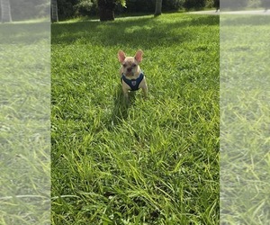 French Bulldog Puppy for sale in NORTH PORT, FL, USA
