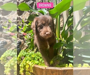 Labradoodle Puppy for sale in LOUISBURG, NC, USA