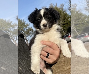 Medium Border Collie-Papillon Mix