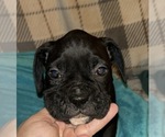 Small #2 Boxer