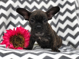 French Bull Weiner Puppy for sale in CEDAR LANE, PA, USA