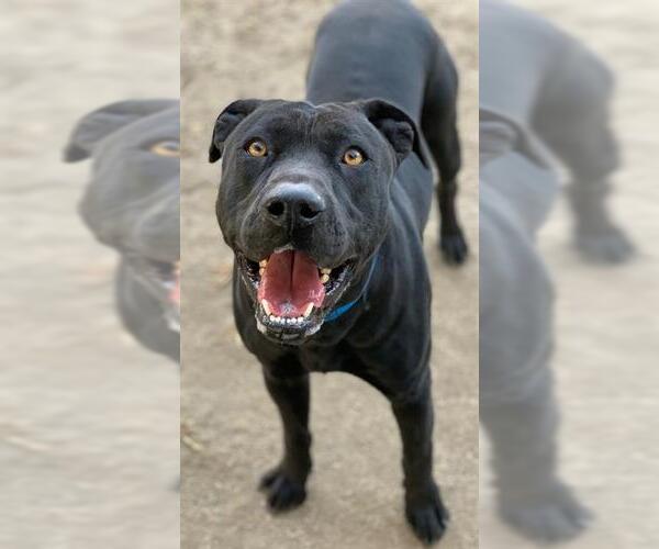 Medium Photo #1 Mutt Puppy For Sale in Riverside, CA, USA