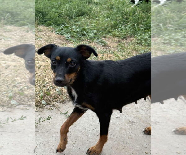 Medium Photo #3 Doxie-Pin Puppy For Sale in Amarillo, TX, USA
