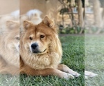 Small Photo #1 Chow Chow Puppy For Sale in PASADENA, CA, USA