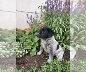 Australian Cattle Dog-Labradoodle Mix Puppy for sale in UNION MILLS, NC, USA