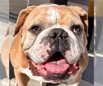 Small Photo #1 Bulldog Puppy For Sale in Lake Forest, CA, USA