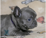 Small Photo #19 French Bulldog Puppy For Sale in SPOKANE, WA, USA