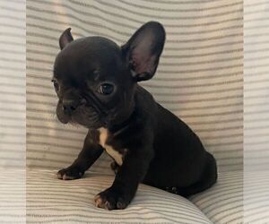 French Bulldog Puppy for sale in JOHNS ISLAND, SC, USA