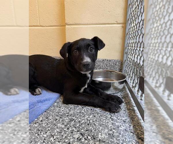 Medium Photo #1 Siberian Husky-Unknown Mix Puppy For Sale in Brewster, MA, USA