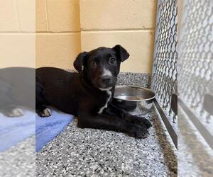 Siberian Husky-Unknown Mix Dogs for adoption in Brewster, MA, USA