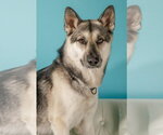 Small #3 German Shepherd Dog