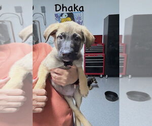 German Shepherd Dog-Unknown Mix Dogs for adoption in Imlay City, MI, USA