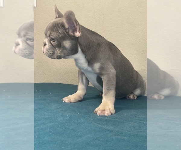 Medium Photo #16 French Bulldog Puppy For Sale in BEVERLY HILLS, CA, USA