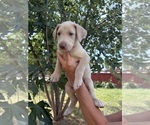 Small #6 Labrador Retriever