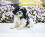 Puppy Galen Shih-Poo