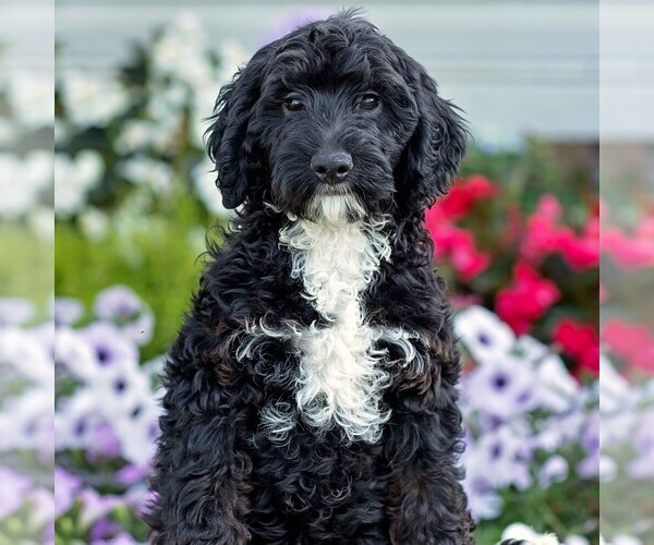 Medium Photo #1 Goldendoodle (Miniature) Puppy For Sale in LITITZ, PA, USA