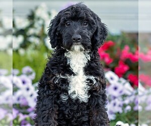 Goldendoodle (Miniature) Puppy for sale in LITITZ, PA, USA