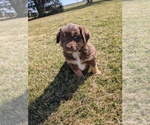 Small #2 Miniature Australian Shepherd