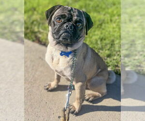 Pug Dogs for adoption in Corona, CA, USA