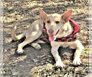 Johnny - Male Catahoula Leopard Dog-Siberian Husky Mix Dog for Adoption - Photo #5