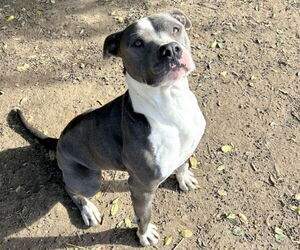 Toby - Male American Pit Bull Terrier-Unknown Mix Dog for Adoption - Photo #3